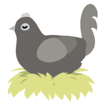 A grey and ash chicken
