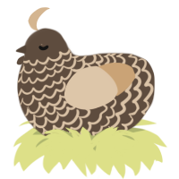 A bark and beige chicken with a lace pattern
