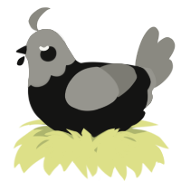 A black and ash chicken with a head pattern