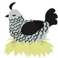 A silver and sable chicken with a lace pattern
