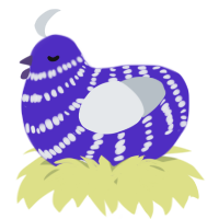 A indigo and mist chicken with a bar pattern