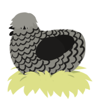 A ash and sable chicken with a lace pattern