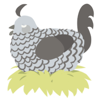A mist and grey chicken with a lace pattern
