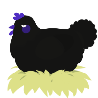 A black chicken with a head pattern