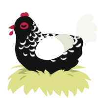A black and white chicken with a half-lace pattern