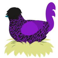 A sable and violet chicken with a double-lace pattern