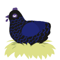 A sable and navy chicken with a lace pattern