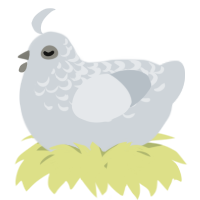A mist chicken with a half-lace pattern
