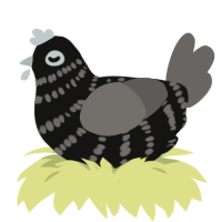 Twist, a black and grey chicken with a bar pattern