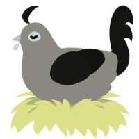 Chicken, a ash and black chicken