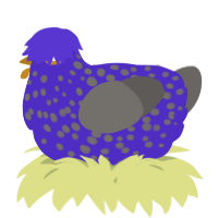 A indigo and grey chicken with a speckle pattern