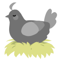 A fuchsia and orchid chicken