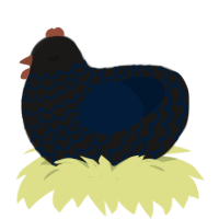 cant see me, a sable and tumblr chicken with a lace pattern