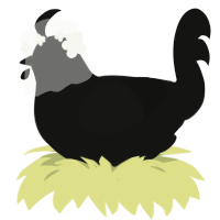 야래향, a black chicken