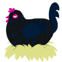 Grackle, a black and tumblr chicken with a bar pattern