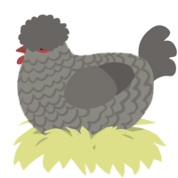 A ash and grey chicken with a lace pattern