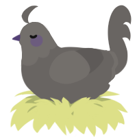A grey chicken with a head pattern