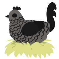 A grey and sable chicken with a lace pattern
