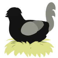 A black and ash chicken