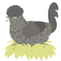 A ash and grey chicken with a speckle pattern