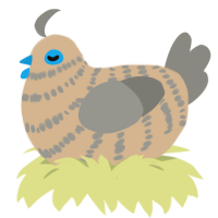 chuck, a beige and ash chicken with a bar pattern