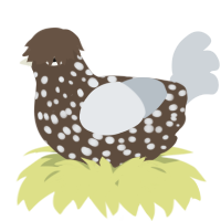 A bark and mist chicken with a speckle pattern