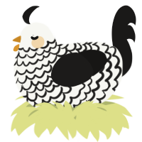 A white and sable chicken with a lace pattern