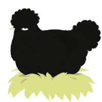 A black chicken with a double-lace pattern