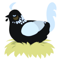 Comet, a black and white chicken with a neck-speckle pattern
