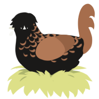 Trouble, a sable and brown chicken with a half-lace pattern