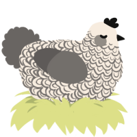 London Fog, a cream and grey chicken with a double-lace pattern