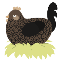 A bark and sable chicken with a double-lace pattern