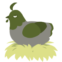 A ash and olive chicken with a head pattern