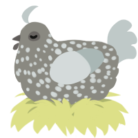 A ash and silver chicken with a speckle pattern