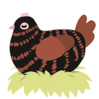 cured ailment, a sable and russet chicken with a bar pattern