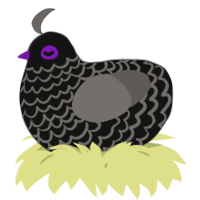 A black and grey chicken with a lace pattern