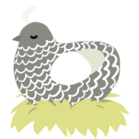 Stereogram, a ash and white chicken with a lace pattern
