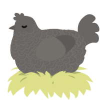 A grey chicken with a double-lace pattern