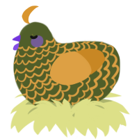 A olive and orange chicken with a lace pattern