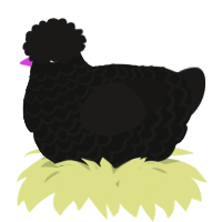 A black and sable chicken with a lace pattern