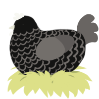 A black and grey chicken with a lace pattern