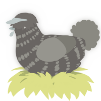 A grey and ash chicken with a bar pattern