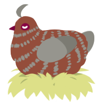 A russet and ash chicken with a bar pattern