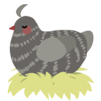 A grey and ash chicken with a bar pattern