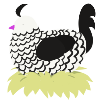 Yoinky Sploinky 2, a white and sable chicken with a lace pattern
