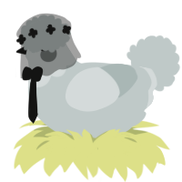 Halo, a silver chicken with a head pattern