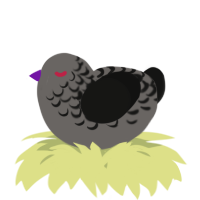 A grey and black chicken with a half-lace pattern