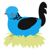 A sky and black chicken with a neck-speckle pattern