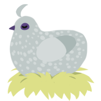 Alle, a silver chicken with a speckle pattern