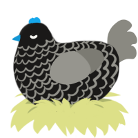 JUICY TIRE, a sable and ash chicken with a lace pattern